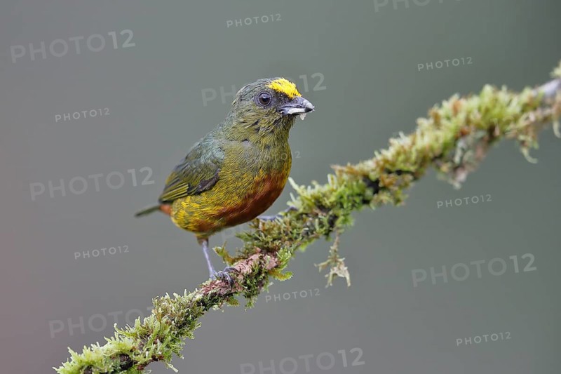 Olive-backed euphonia