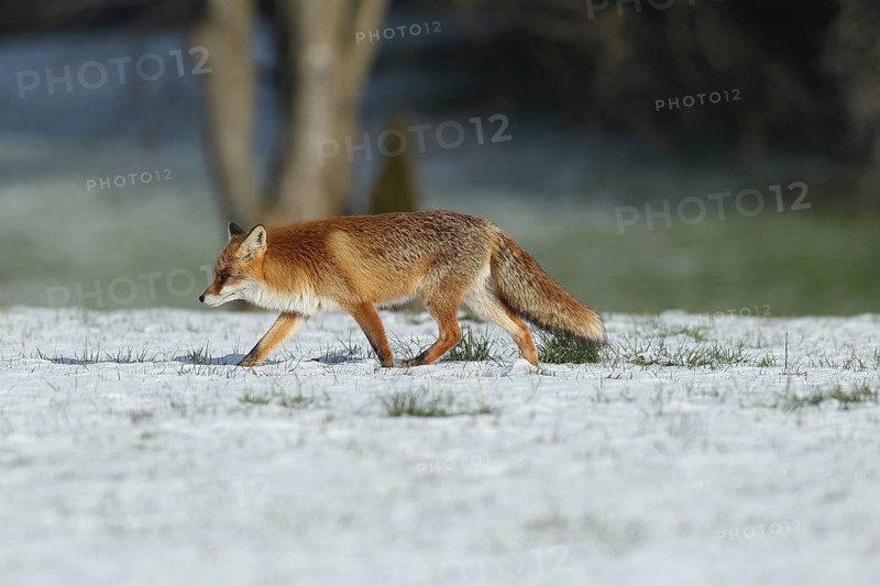 Red fox