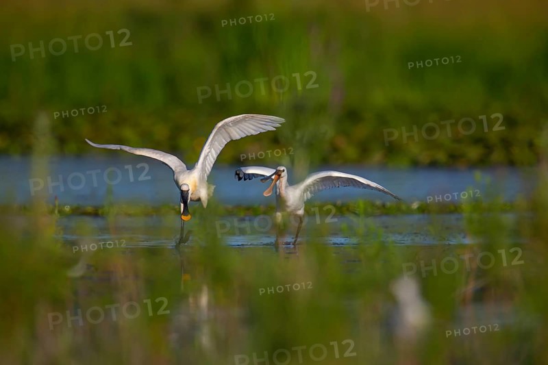 Eurasian spoonbill