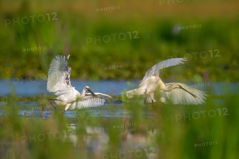 Eurasian spoonbill