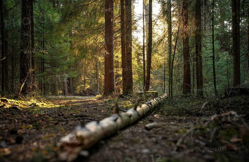 Evening light and shadows in the dense forest
