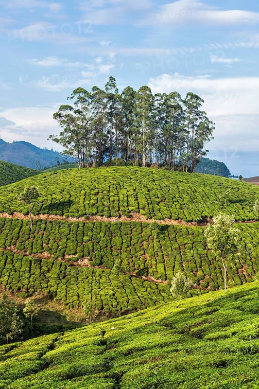 Kerala India travel background