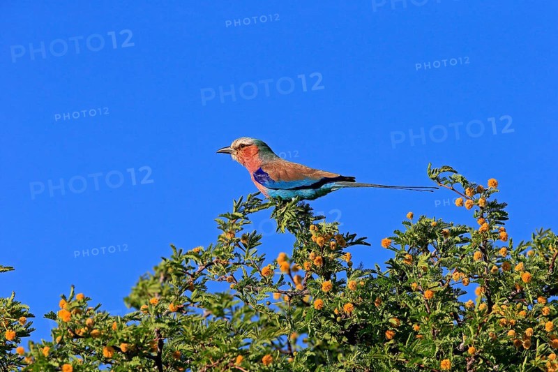 Lilac-breasted roller