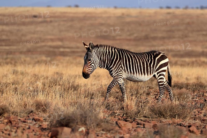 Cape Mountain Zebra