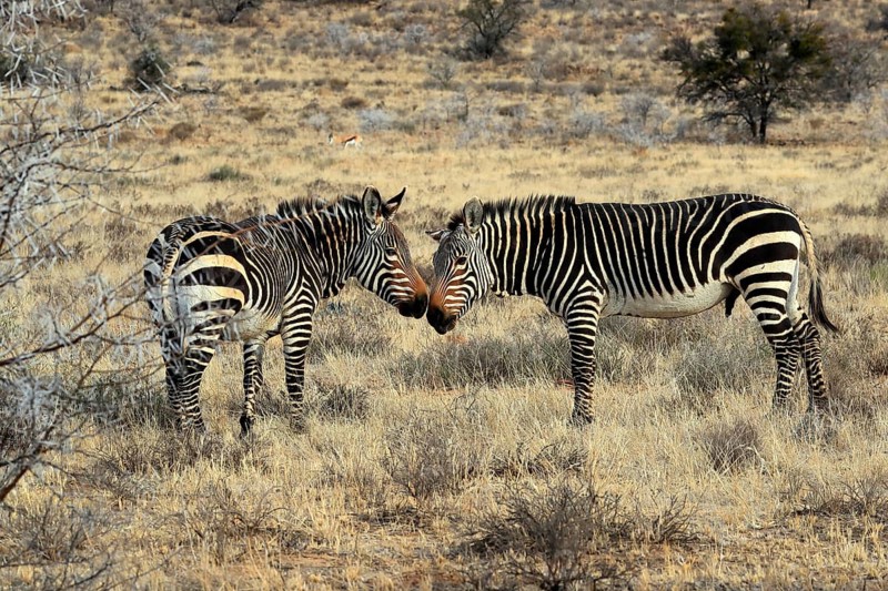 Cape Mountain Zebra