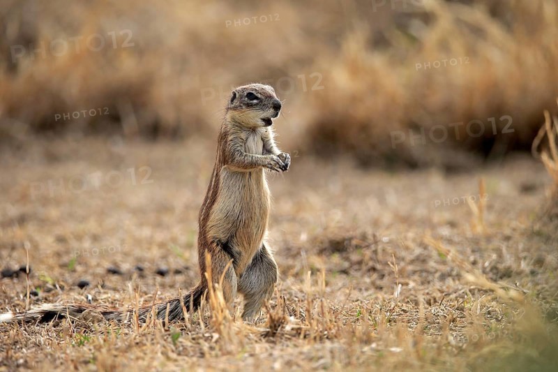 Cape ground squirrel