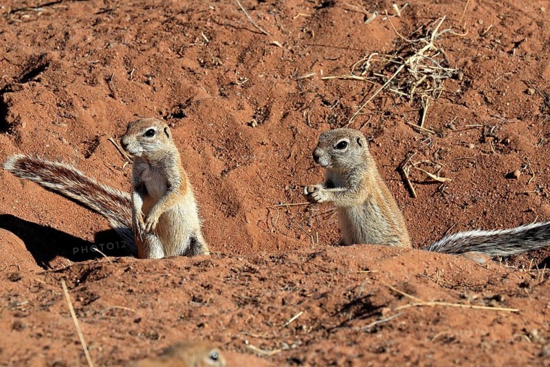 Cape ground squirrel