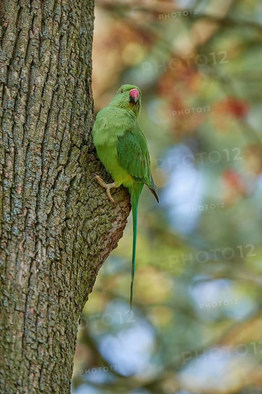 Rose-ringed parakeet