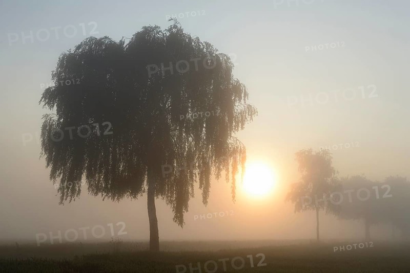 Deciduous trees in the fog at sunrise