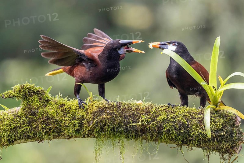 Montezuma Oropendola