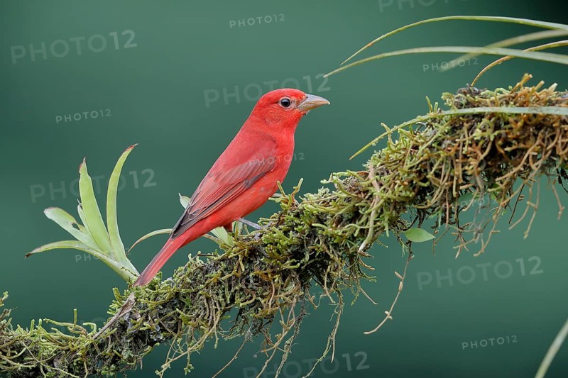 Summer tanager