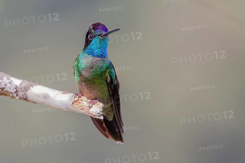 Talamanca hummingbird