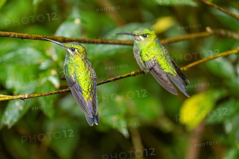 2 female green-crowned brilliant