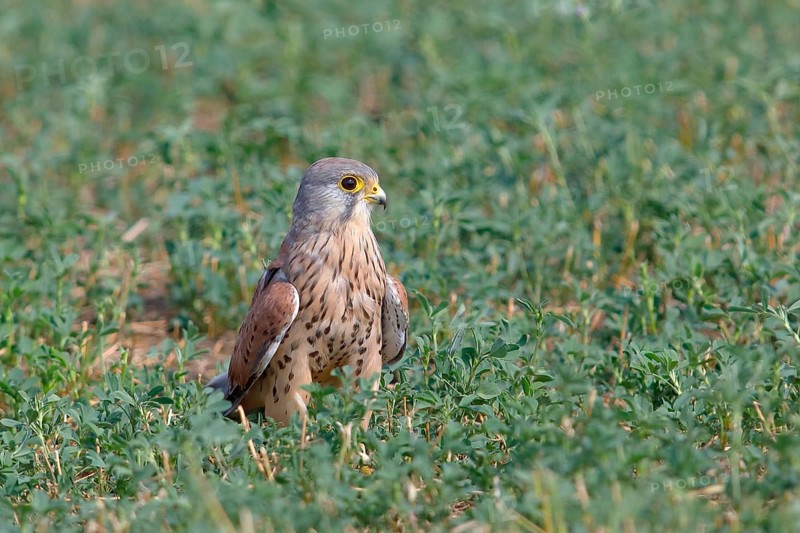 Common kestrel