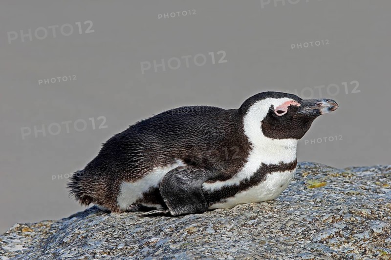African penguin