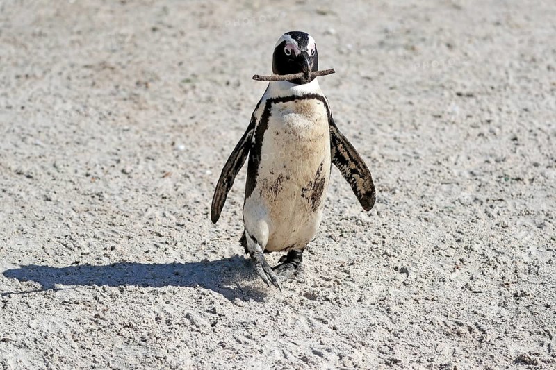 African penguin