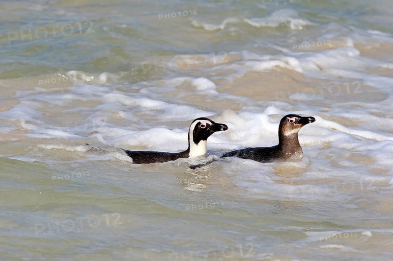 African penguin