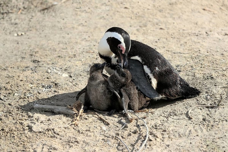 African penguin