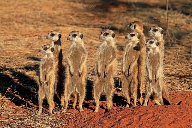 Meerkats