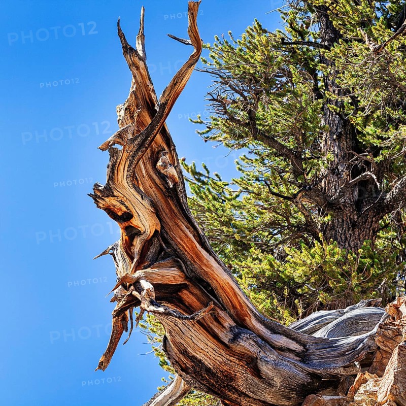 Gnarled tree trunk