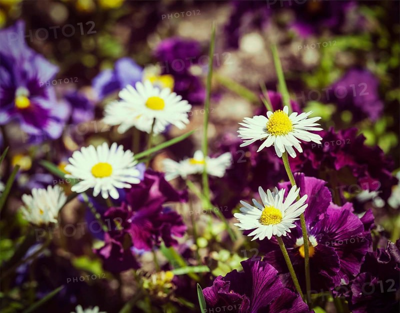 Vintage retro effect filtered hipster style image of blooming field flowers camomile