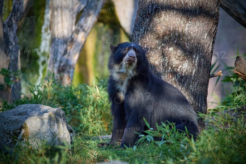 Sun bear