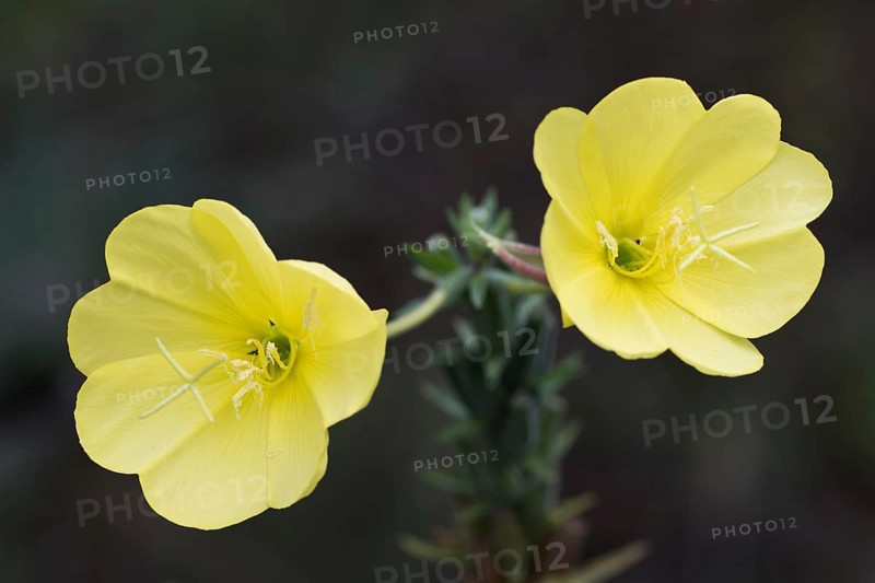 Common evening primrose