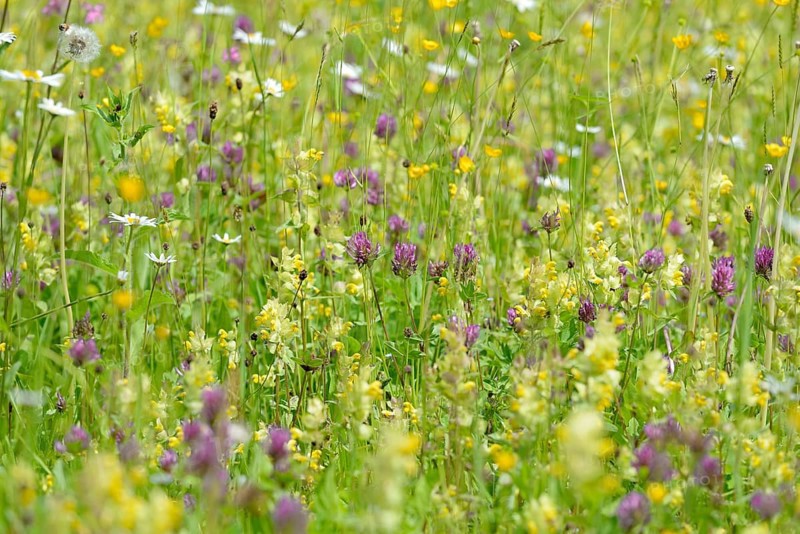 Mountain meadow with wildflowers