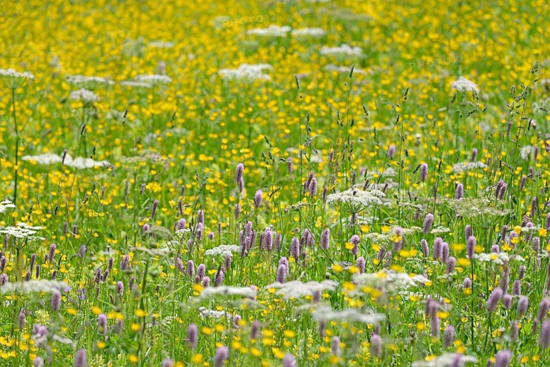 Mountain meadow with wildflowers