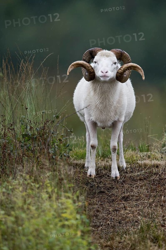 Ram