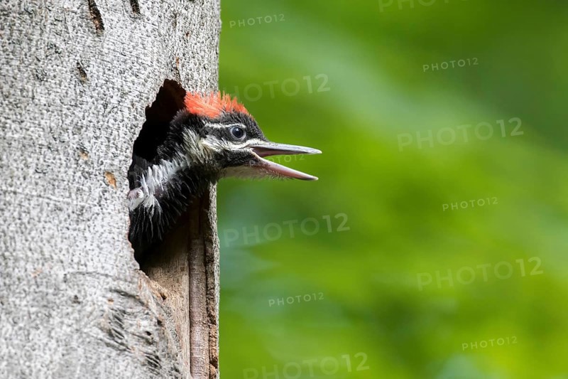 A hungry young pileated woodpecker