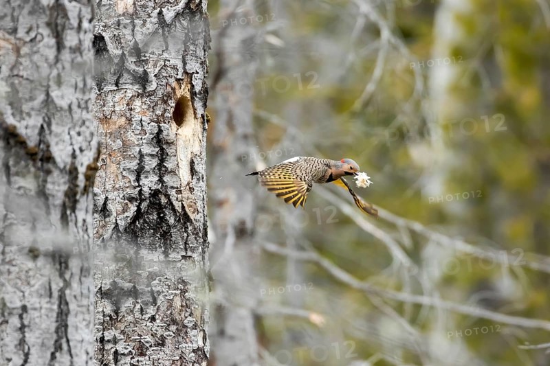 Northern flicker