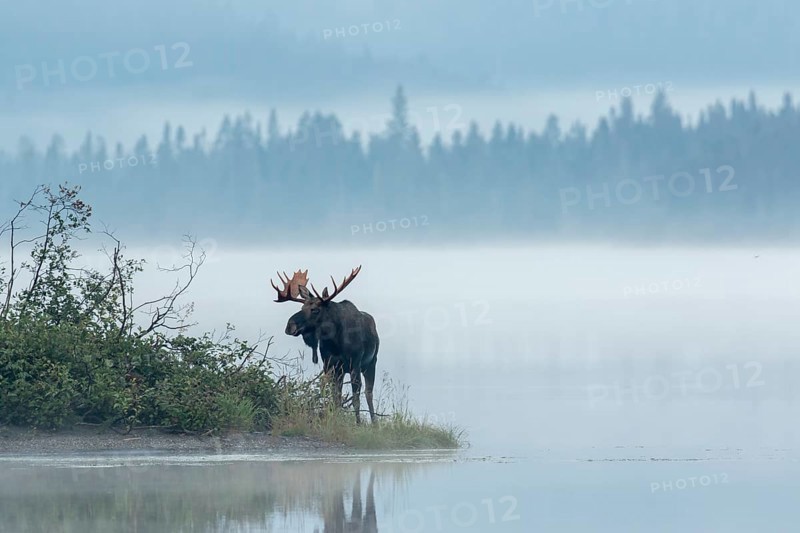 Dominant bull moose standing on a lakeshore during the rut and watching. Alces americanus