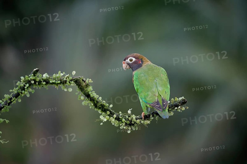 Brown-hooded parrot