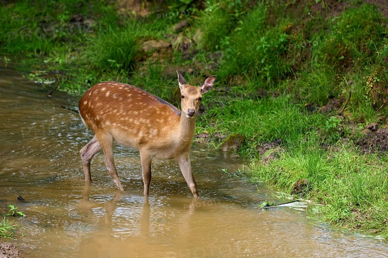 Sika Deer