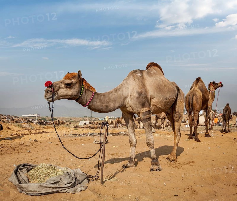 Camels at Pushkar Mela