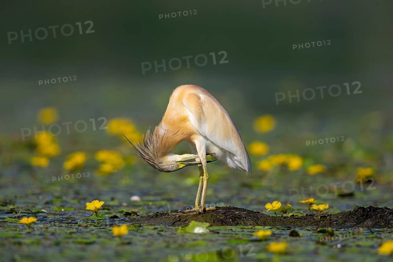 Squacco heron