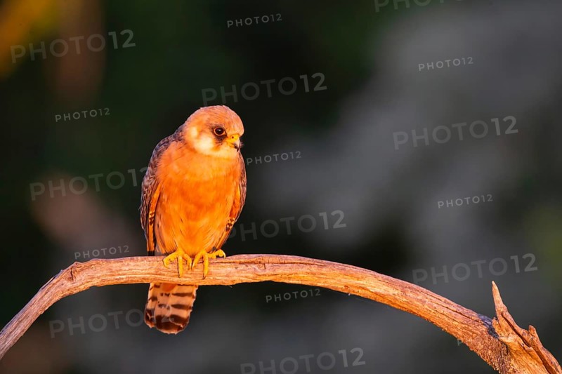 Red-footed Falcon