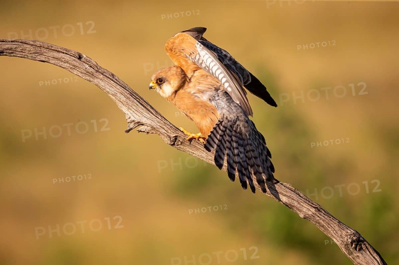 Red-footed Falcon
