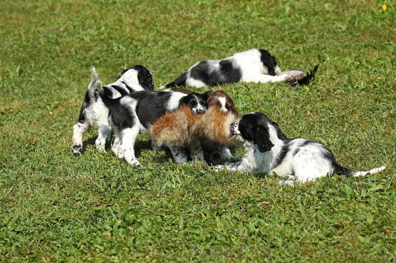 Hunting dog
