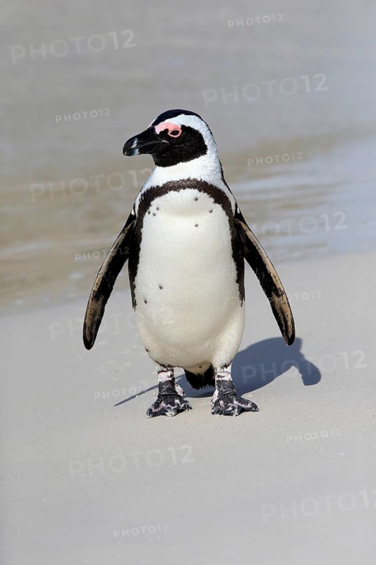 African penguin