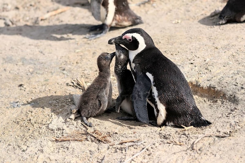 African penguin