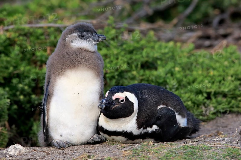 African penguin