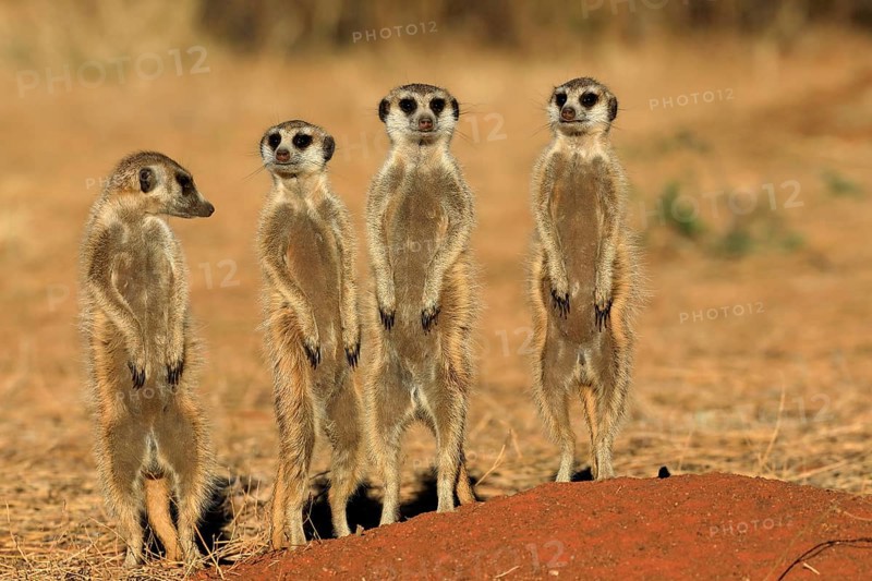 Meerkats