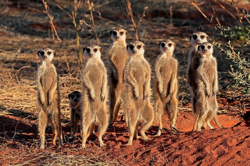 Meerkats