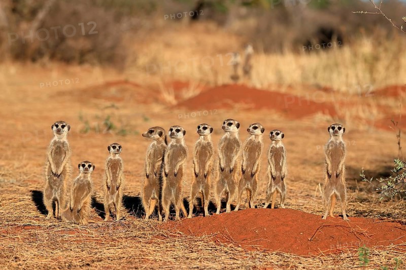 Meerkats