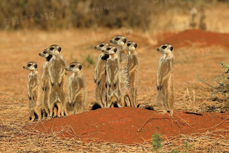 Meerkats