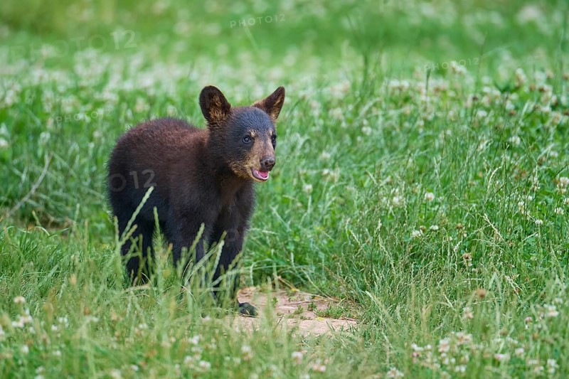 Black bear