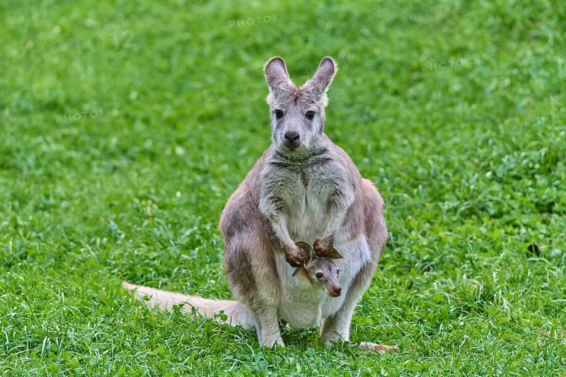 Common Wallaroo