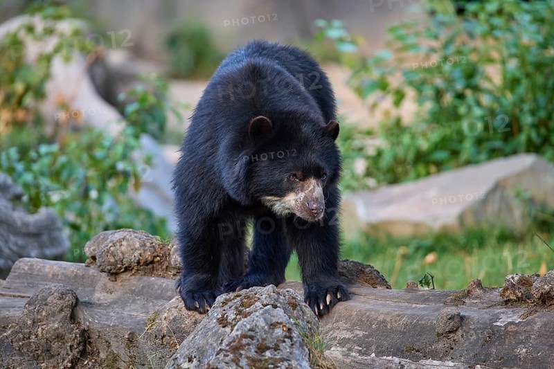Sun bear